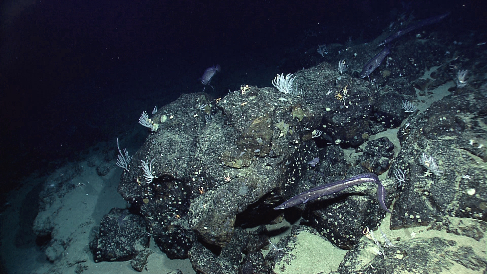 seafloor